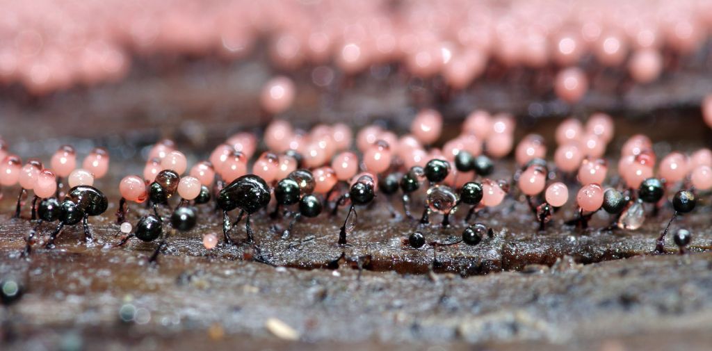 Lamproderma arcyrionema